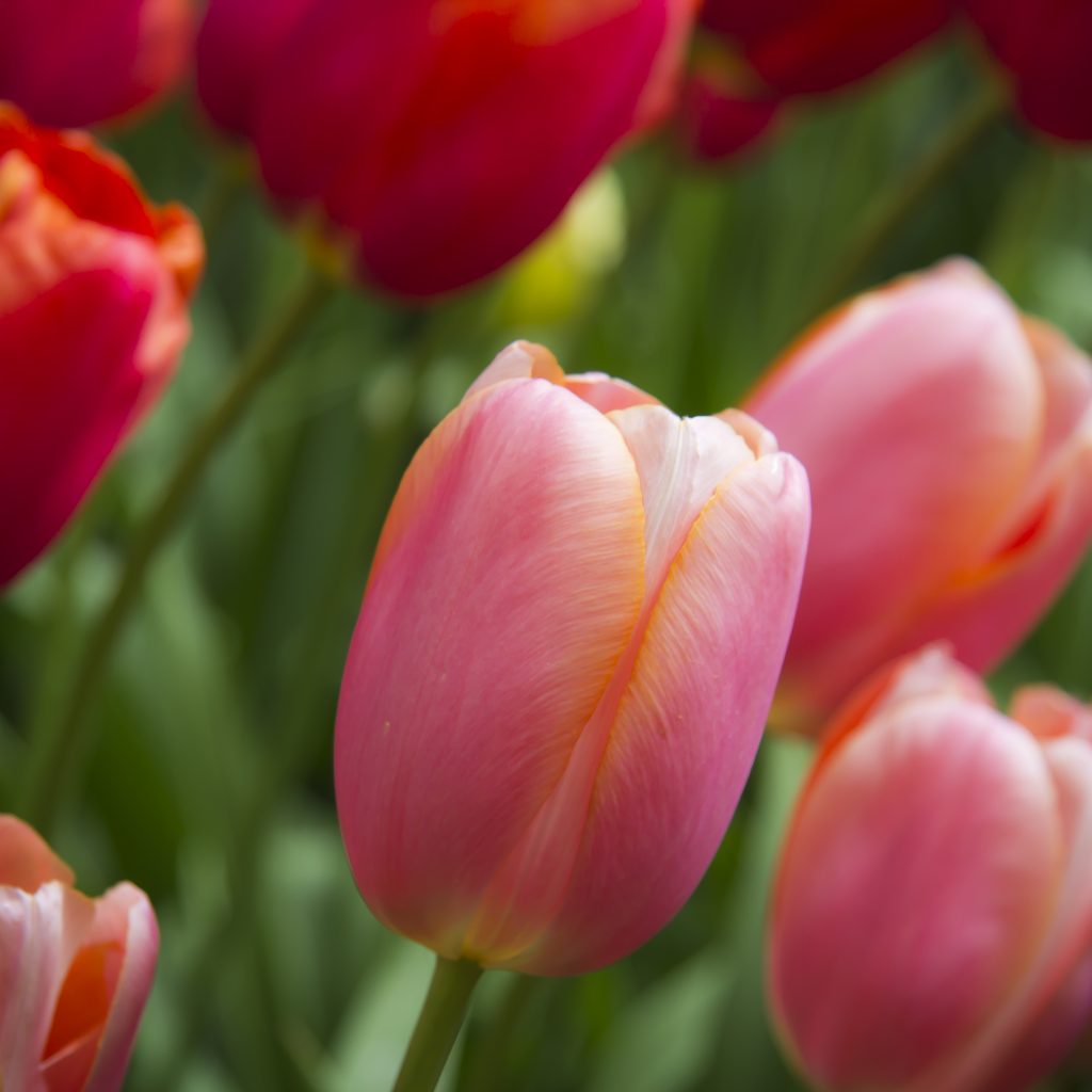tulips_keukenhof_514481-Foto-Luke-Price-scaled.jpg