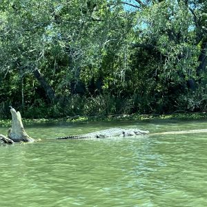 Dösender Alligator im Bayou - aber Abstand wahren Foto Ulrike Wirtz _30125_jog