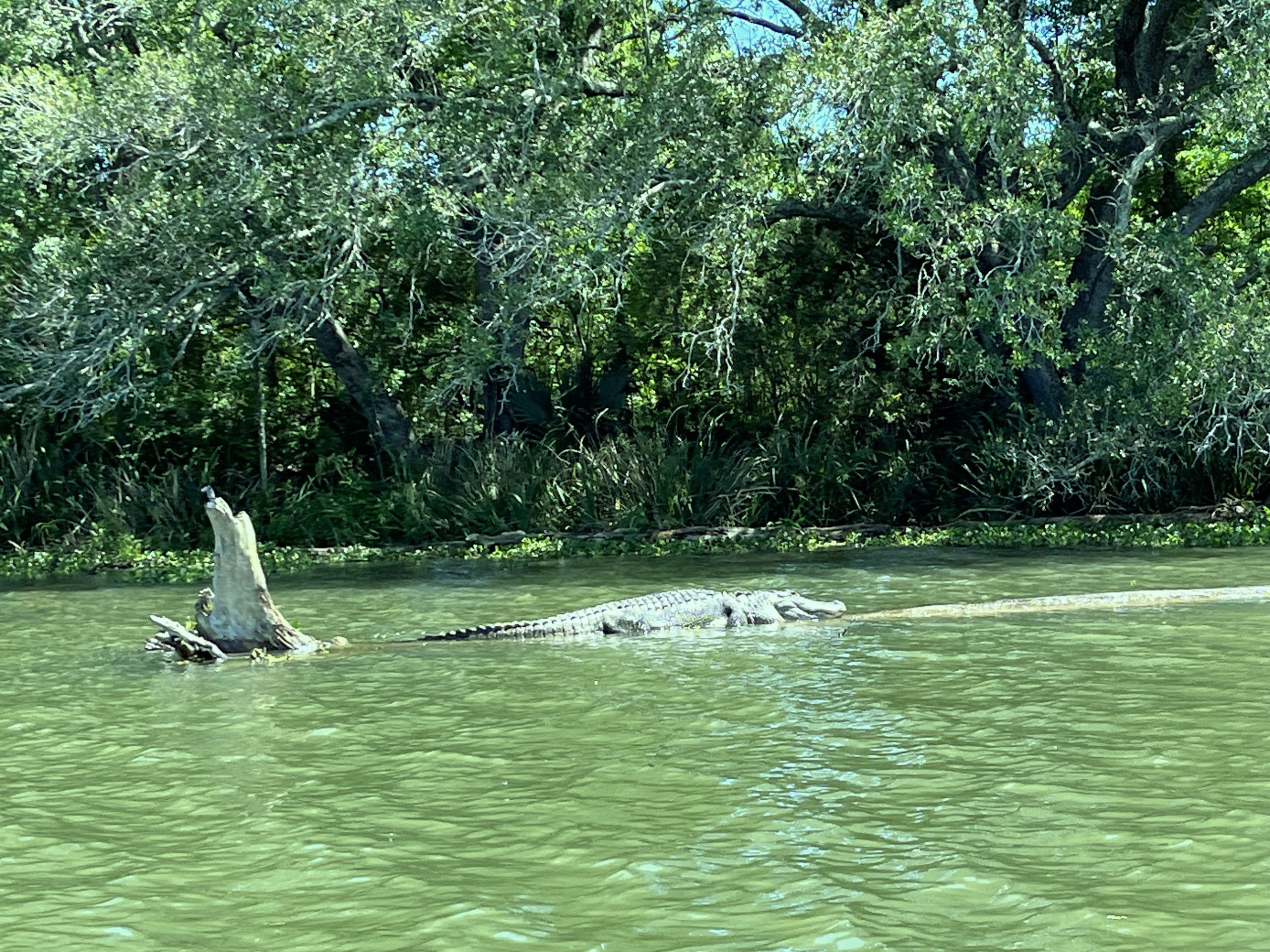 Dösender Alligator im Bayou - aber Abstand wahren Foto Ulrike Wirtz _30125_jog