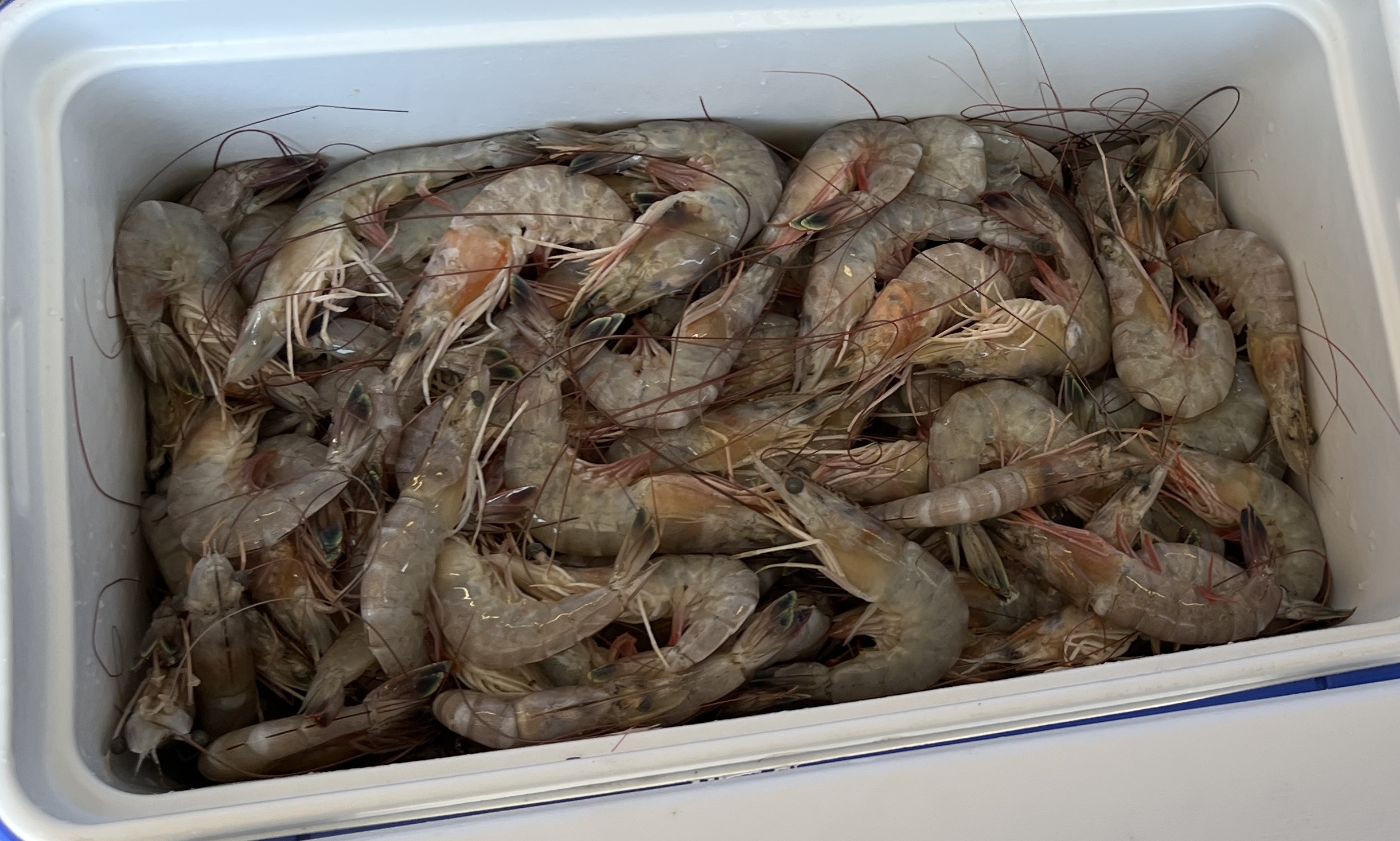 Brown Shrimps am Dock David Chauvin's - die Spezialität der Cajun Coast in Louisianas Süden Foto Ulrike Wirtz_3596.JPG