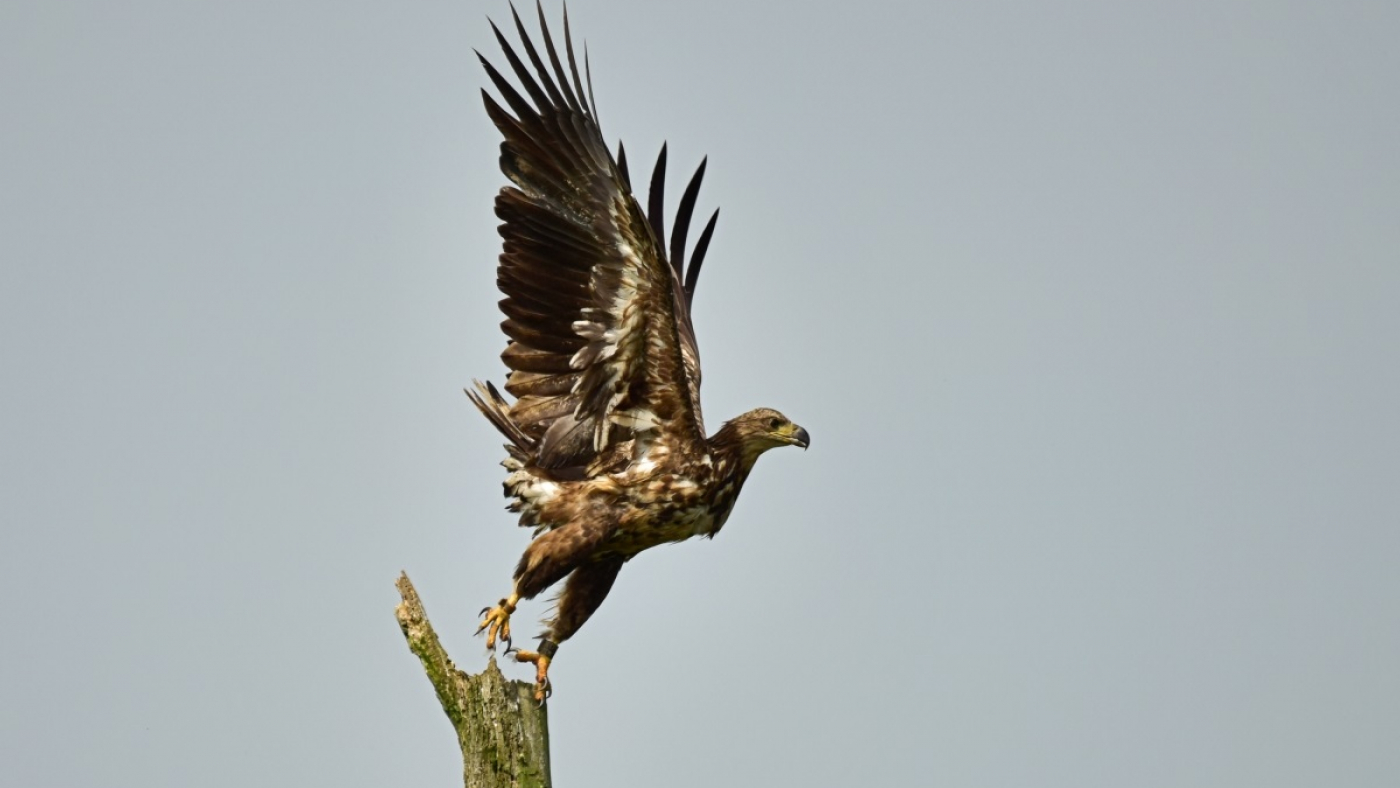 16157-Zeearend@Tjibbe-Hunink.jpg