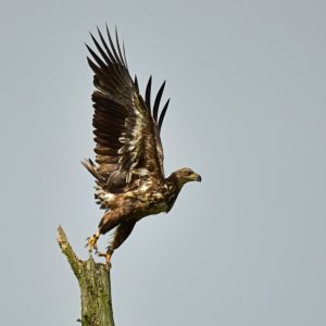16157-Zeearend@Tjibbe-Hunink.jpg