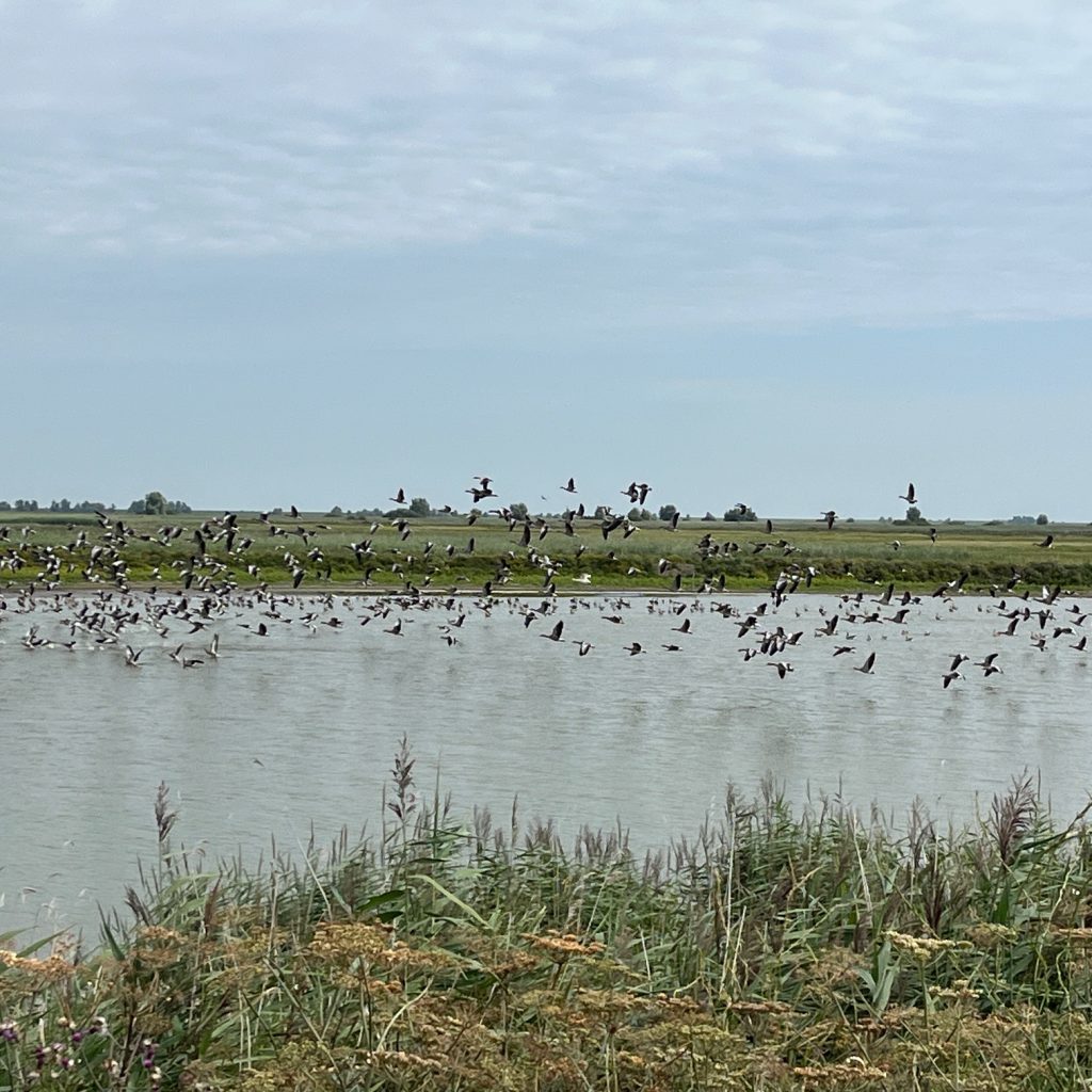 Im neuen Land der Ooostvaardersplassen leben Hunderte Vogelarten Foto Ulrike Wirtz