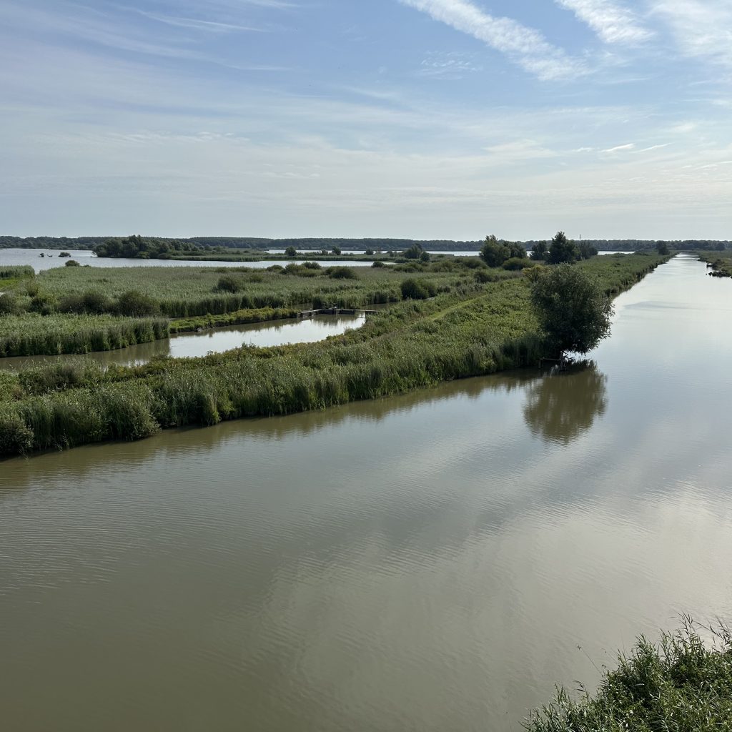 Das Feuchtegebiet der Oostvaardersplassen auf neu geschaffenem Land Foto NBTC