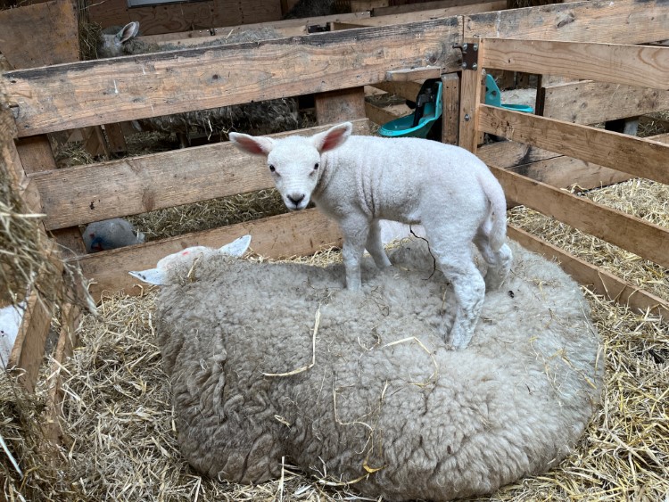 Lamm turnt auf_Mama rum Foto Ulrike Wirtz