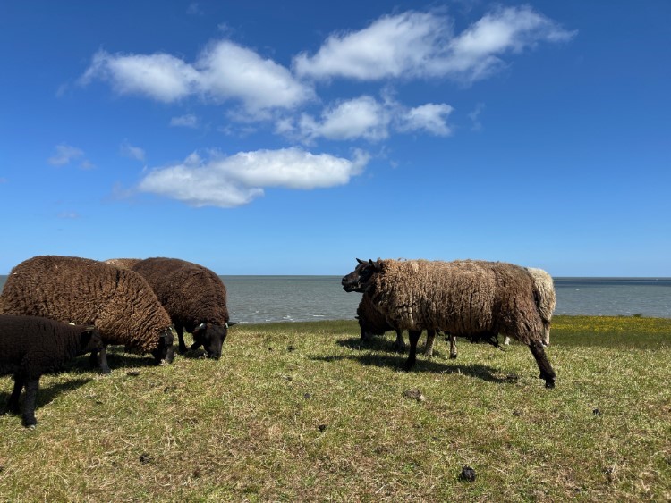 Schafe-auf-Deich-vor-Wattenmeer-Foto-Ulrike_Wirtz_6628-.jpg