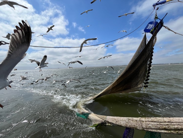 Garanalenvissen auf Texelmit der Emmie Foto Ulrike Wirtz