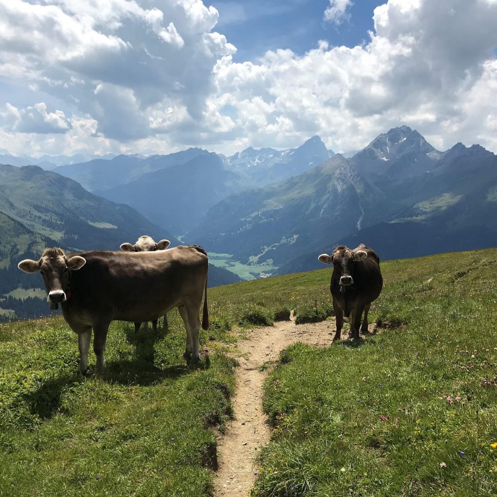 Schweizer Berge